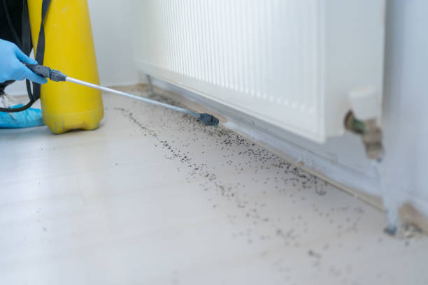 Best Rat Extermination Near Me  in Englewood, NJ